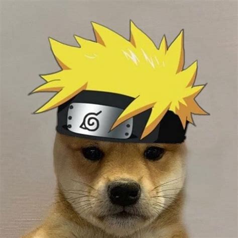Naruto Shippuden Dogwifhat Fotos De Animais Engraçados Titãs Anime