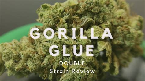 Gorilla Glue Double Strain Review Youtube