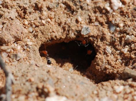 Ants Of Tucson Arizona Myrmecocystus Placodops Wild About Ants