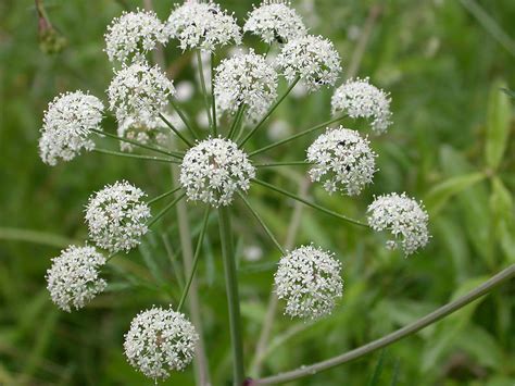 Unique Facts And Information Killer Plant Water Hemlock