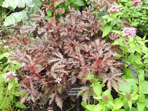 Maybe you would like to learn more about one of these? Hibiscus acetosella (African Rosemallow, Cranberry ...