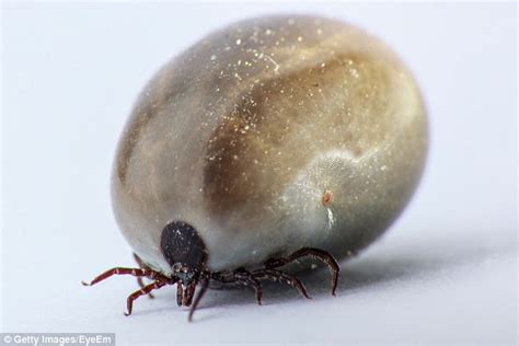 Ticks Have Foldable Sticky Pads Between Their Claws Daily Mail Online