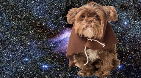 Star Wars Dog Names 200 Force Inspired Dog Names
