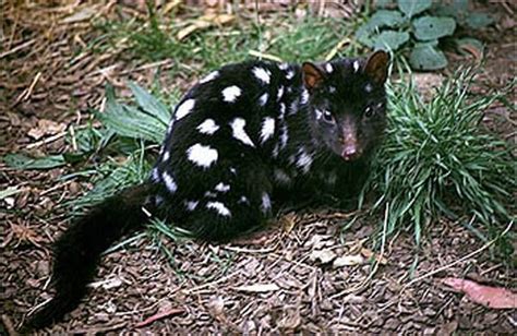 Black Eastern Quoll Carnivorous Nocturnal Marsupial All Gods