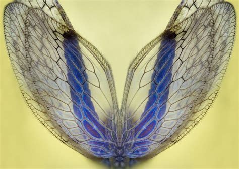 Stock Photo Insect Wings By Endprocess83 Insect Wings Insects