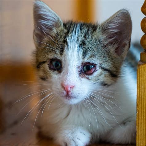Kitten Eye Infection Greensboro Emergency And Specialist Vets