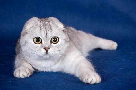 Scottish Fold Cat Wallpapers Images Photos Pictures Backgrounds