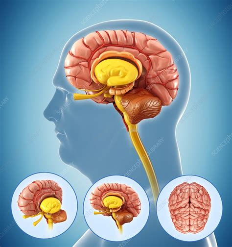 Human Brain Anatomy Illustration Stock Image F0133438 Science