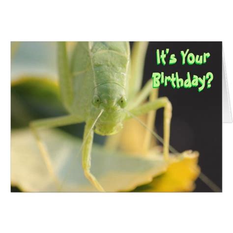 Birthday Card Bug You Funny Birthday Card