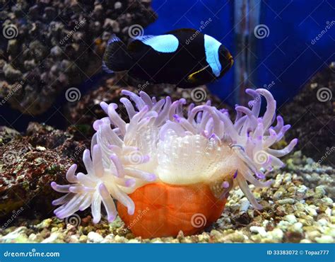 Nemo Fish And Sea Anemone Stock Photo Image Of Nemo 33383072