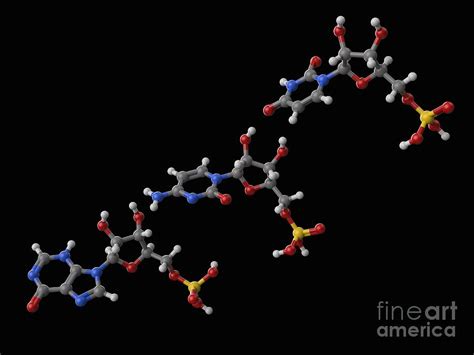 Rintatolimod Molecules Photograph By Laguna Design Science Photo