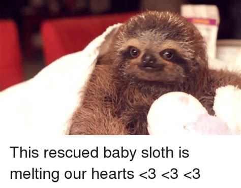 🔥 25 Best Memes About Sloth Sloth Memes