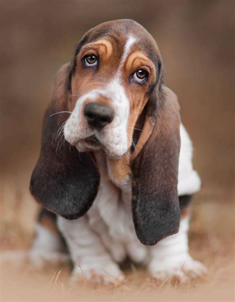 Basset Hound Puppy Dog Photography Hound Dog Hound Puppies Basset