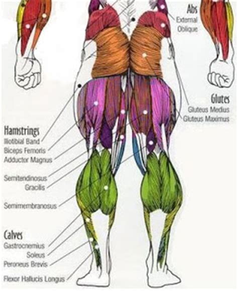 Labeled anatomy chart male back muscles stock illustration 1423699424 : HanhChampion Blogspot: Basic Leg Exercises
