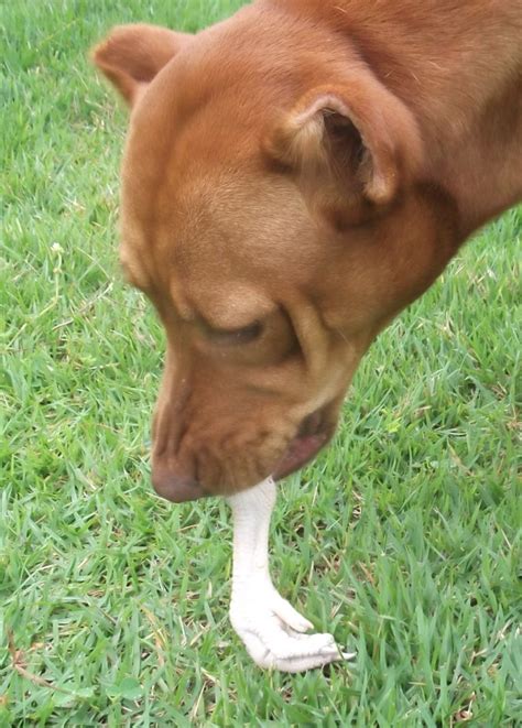 Frequently, dogs will eat fruit off the vine, steal from plates, and even eat wine pressings. What Seven Foods Are Really Toxic For Dogs | PetHelpful