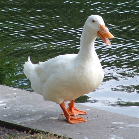 Pekin duck is an old dual purpose duck breed. Pekin Ducklings | Purely Poultry