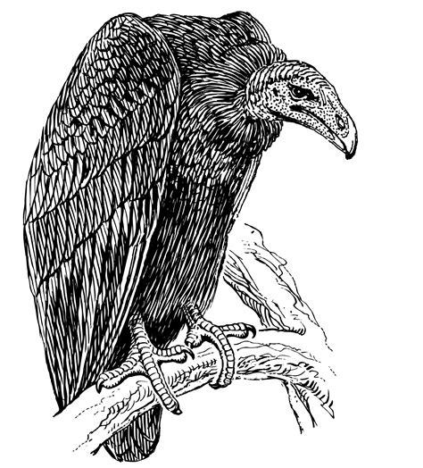 Vulture Line Drawing