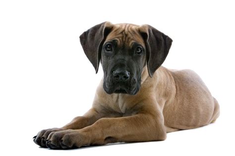Some great danes may drool. Great Dane Puppy Pictures Slideshow
