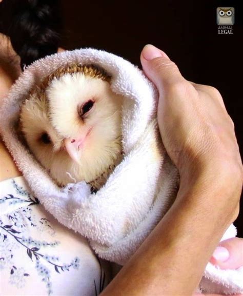 17 Adorable Baby Owls That Are Too Cute To Handle Baby Owls Cute