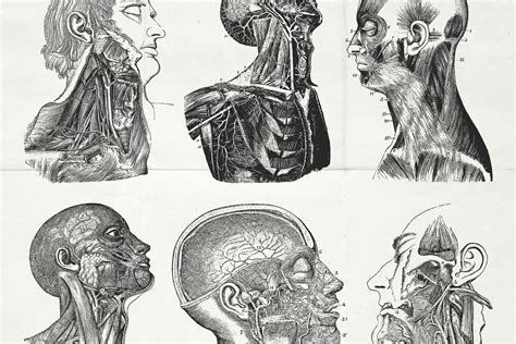 Vintage Anatomy Diagrams Black And White A Collection Of 50 Vintage