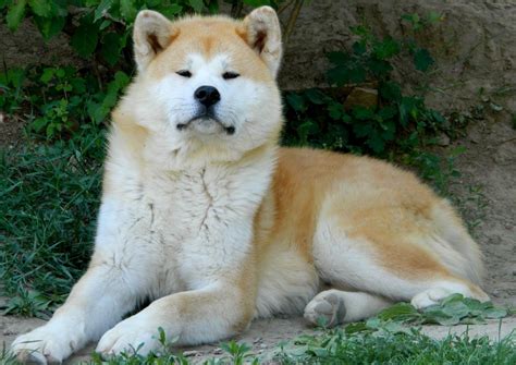 Akita Dog Puppies Diet Breeding Pictures Habitat Behaviour