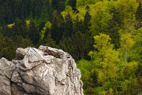 Large Rock In Forest Free Stock Photo Public Domain Pictures