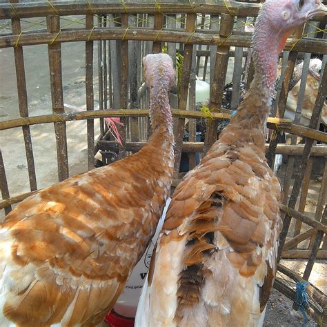 (this etymology is missing or incomplete. Pakan / Ransum Ayam Kalkun ~ Ayam Kalkun Klaten