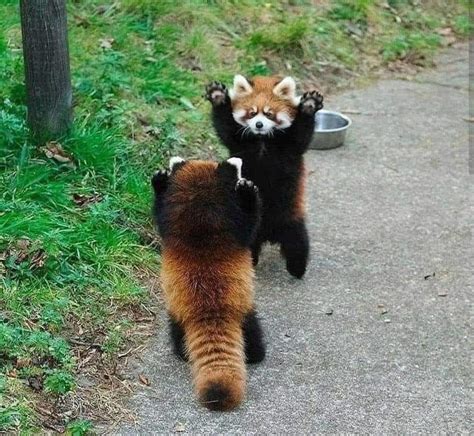 Somos Cosmos On Twitter Cuando Se Sienten Amenazados Los Pandas
