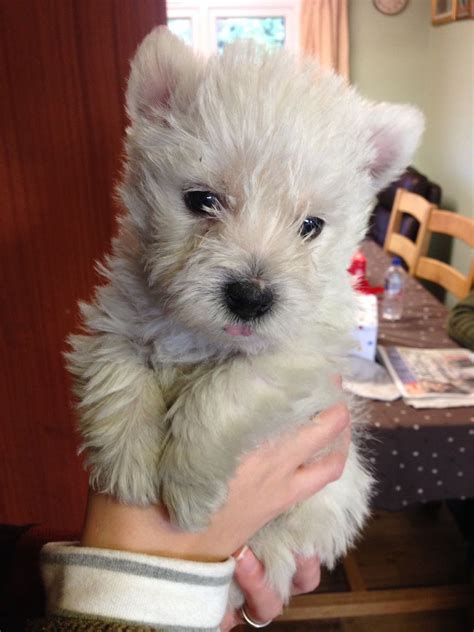 This extremely rare and beautiful snow white micro teacup pomeranian puppies are currently available for sale! Gorgeous Westie puppies for sale | Worcester ...