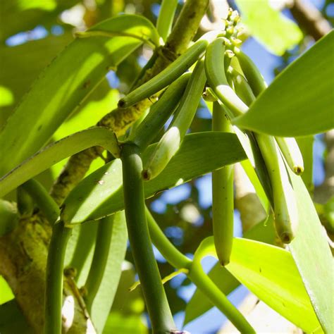 Vanilla Bean Plants for Sale- FastGrowingTrees.com