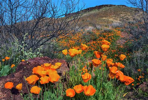 Orange Poppies In The Spring Time In Central Arizona Usa Photograph By