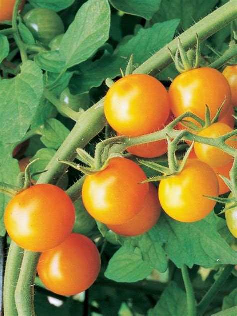 Short Season Tomato Varieties Fast Growing Tomatoes Hgtv