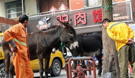 Donkey Forum In China To Address Thinning Herd As Demand For Skins Soars South China Morning Post