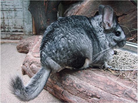 Chinchilla Whats A Chinchilla Museum Of Arts And Sciences