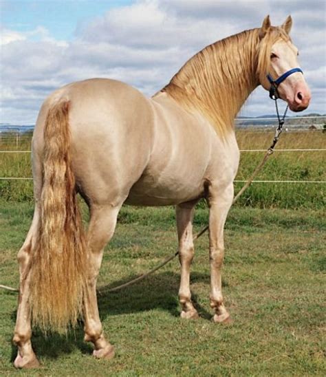 Horses For Sale And Equine Products Stallions Equine News And Gallery On