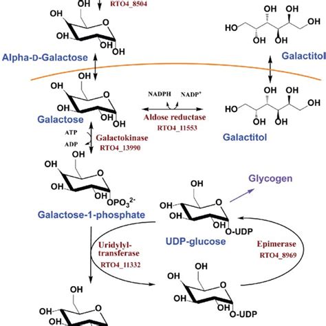 Leloir Pathway For Galactose Metabolism In R Toruloides Ifo0880