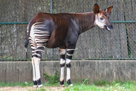 Okapi The Maryland Zoo