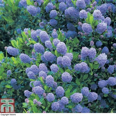 As the leaves age the lime green turns to a pale yellowy cream colour, at least the one i grow do. Ceanothus 'Lemon and Lime', California Lilac 'Lemon and ...