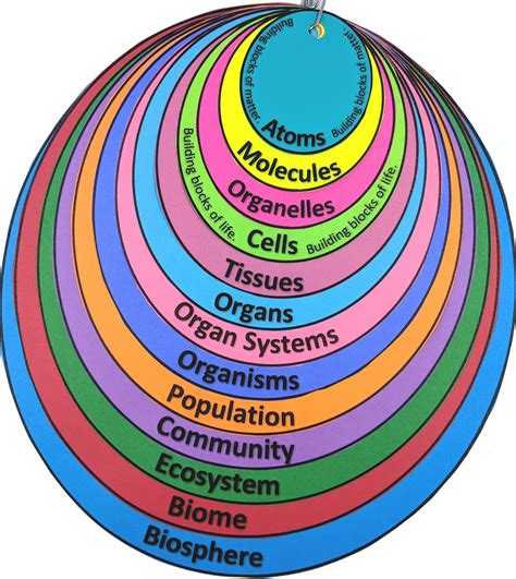 Biosphere Ecosystem Community Population Organism