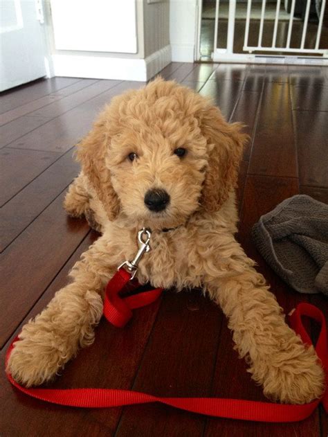 Whether a goldendoodle puppy or an adult, all doods sporting the teddy bear cut are like walking versions of cuddly teddy bears—so irresistibly cute they melt your heart. 12 Reasons Why You Should Never Own Goldendoodles