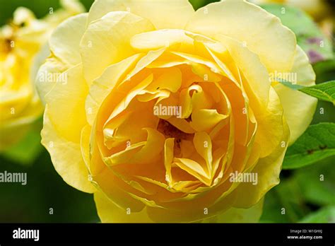 The Flower Of A Graham Thomas Climbing Rose Stock Photo Alamy