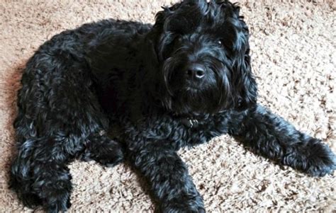 Our f1 mini goldendoodle puppies are a cross between a golden retriever and miniature poodle. The Black Goldendoodle: Five Things You Didn't Know