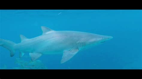 Diving With Grey Nurse Shark Youtube