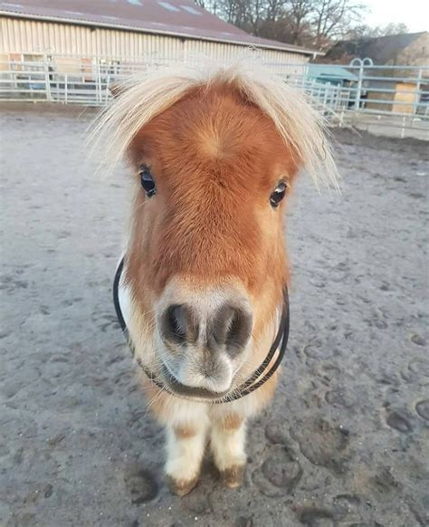 Adorable Shetland Pony Cute Animals Pretty Animals Horses