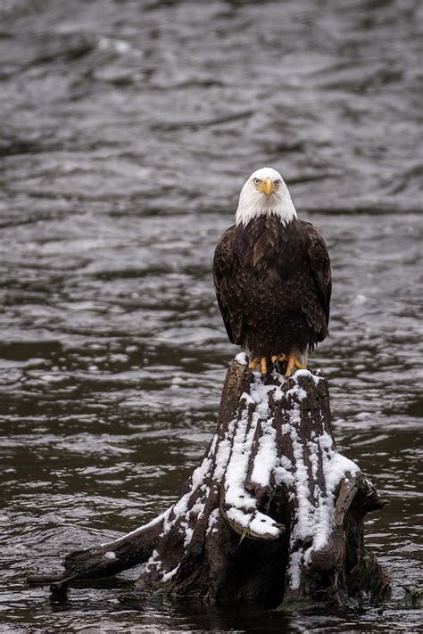 Winter Bald Eagle Photograph By Laurie Lobbregt