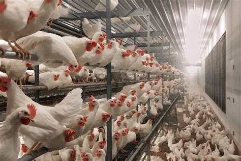 Cost Differential Between Cage Free Laying Systems Poultry World