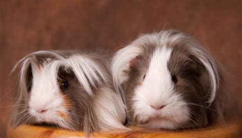 10 easy pets to take care of for people with no time. Guinea Pig Care | Pets4Homes