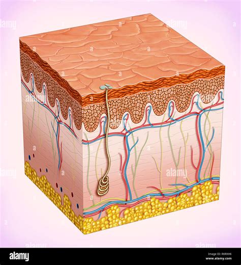 The Skin Is Made Up Of Three Layers Epidermis Dermis And
