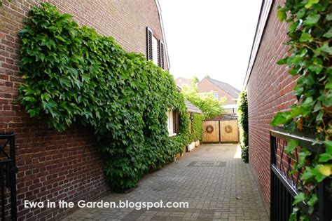 Ewa In The Garden Hydrangea Backyard Landscaping Backyard Landscape