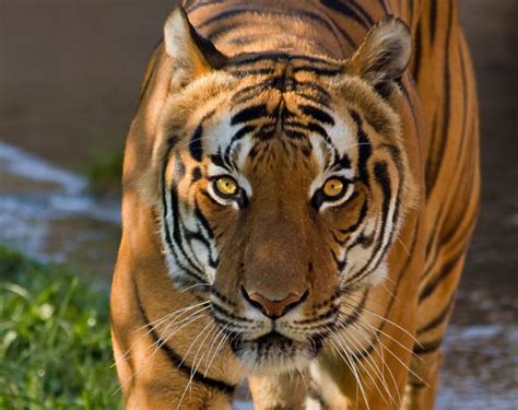 Tygrys Bengalski Panthera Tigris Tigris Dinoanimalspl